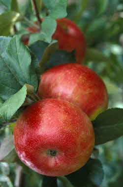 Honeycrisp apple 3